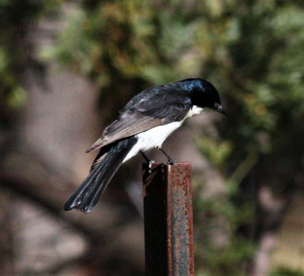 Image of Restless Flycatcher