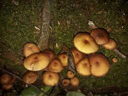 Image of Galerina patagonica Singer 1953