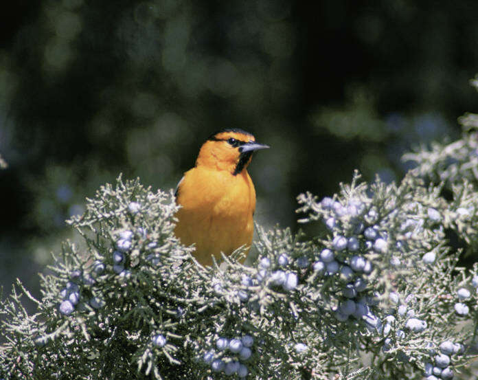 Image de Oriole de Bullock