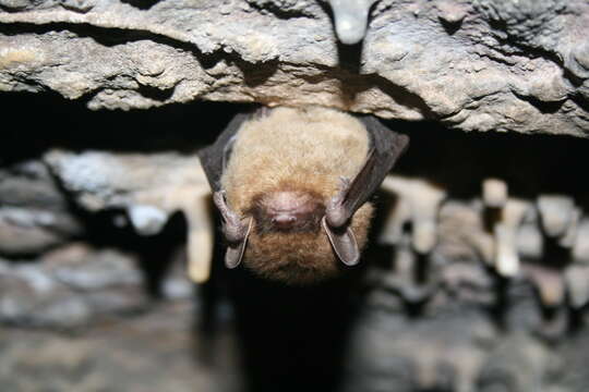 Image of little brown bat