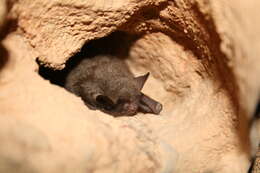 Image of Indiana Bat