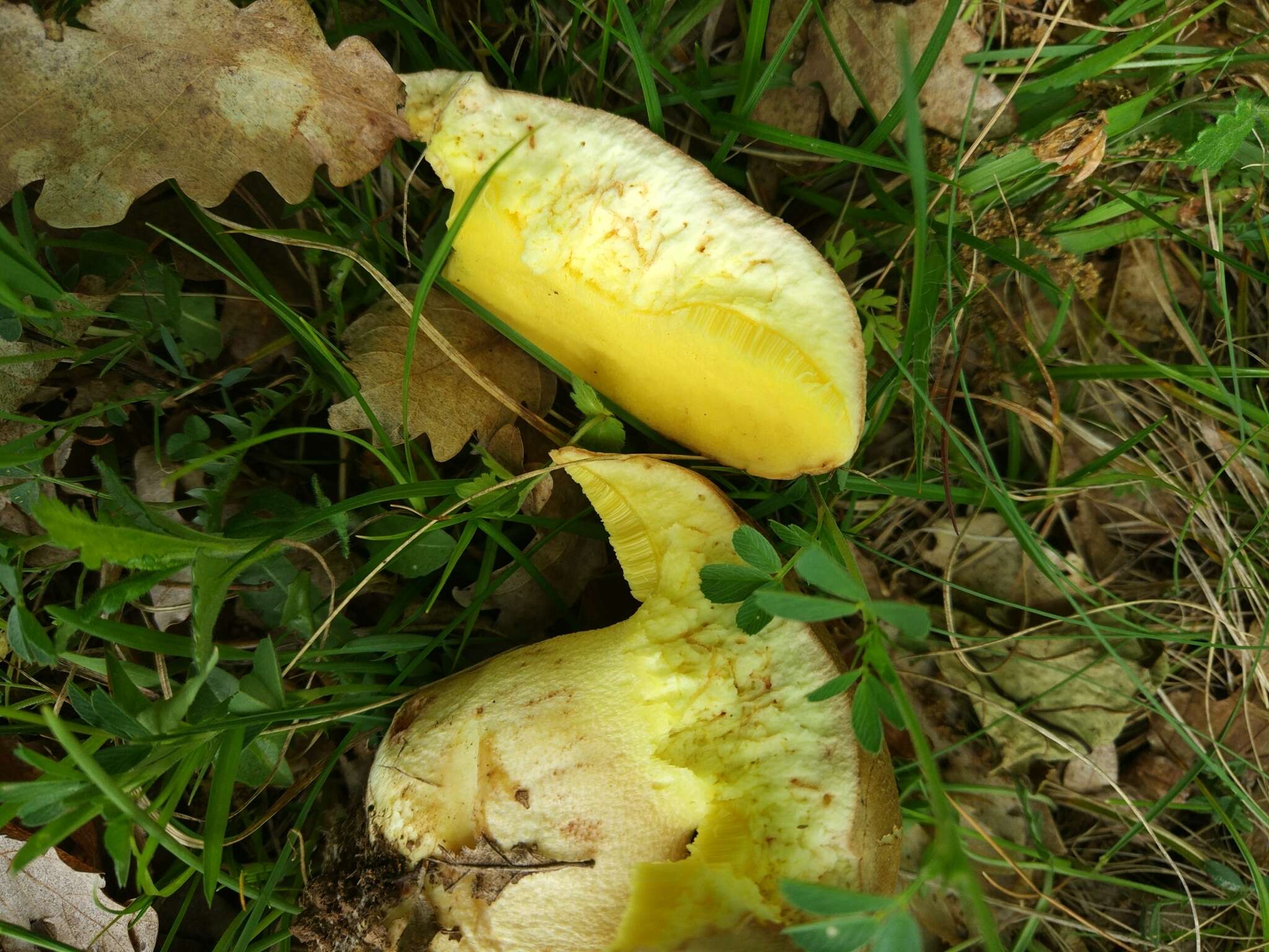 Image of Iodine bolete