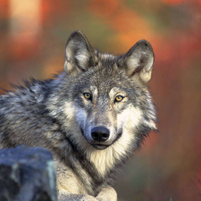 Image of Northwestern wolf