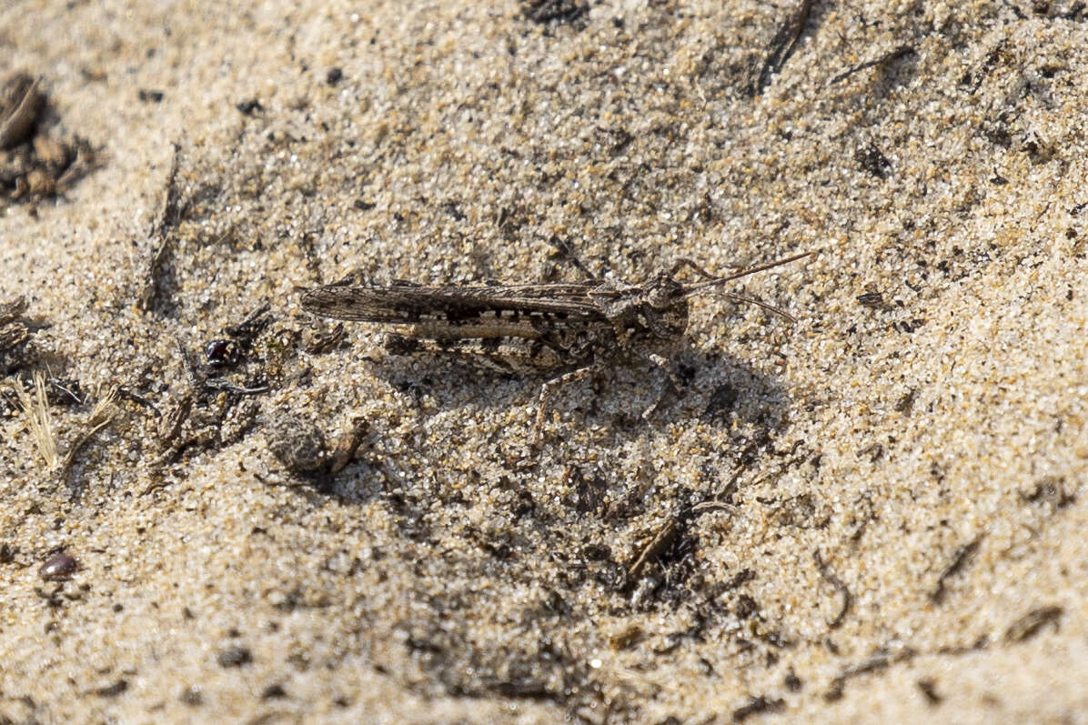 Image of Cristate Grasshopper