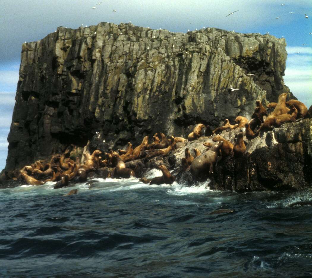 Image of northerns sea lions