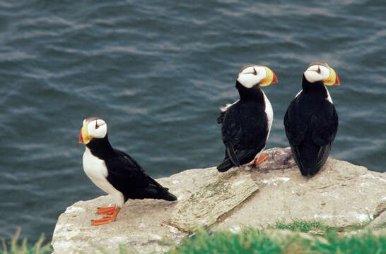 Image of Horned Puffin