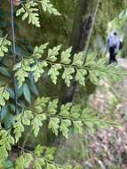 Asplenium neolaserpitifolium Tard. & Ching resmi