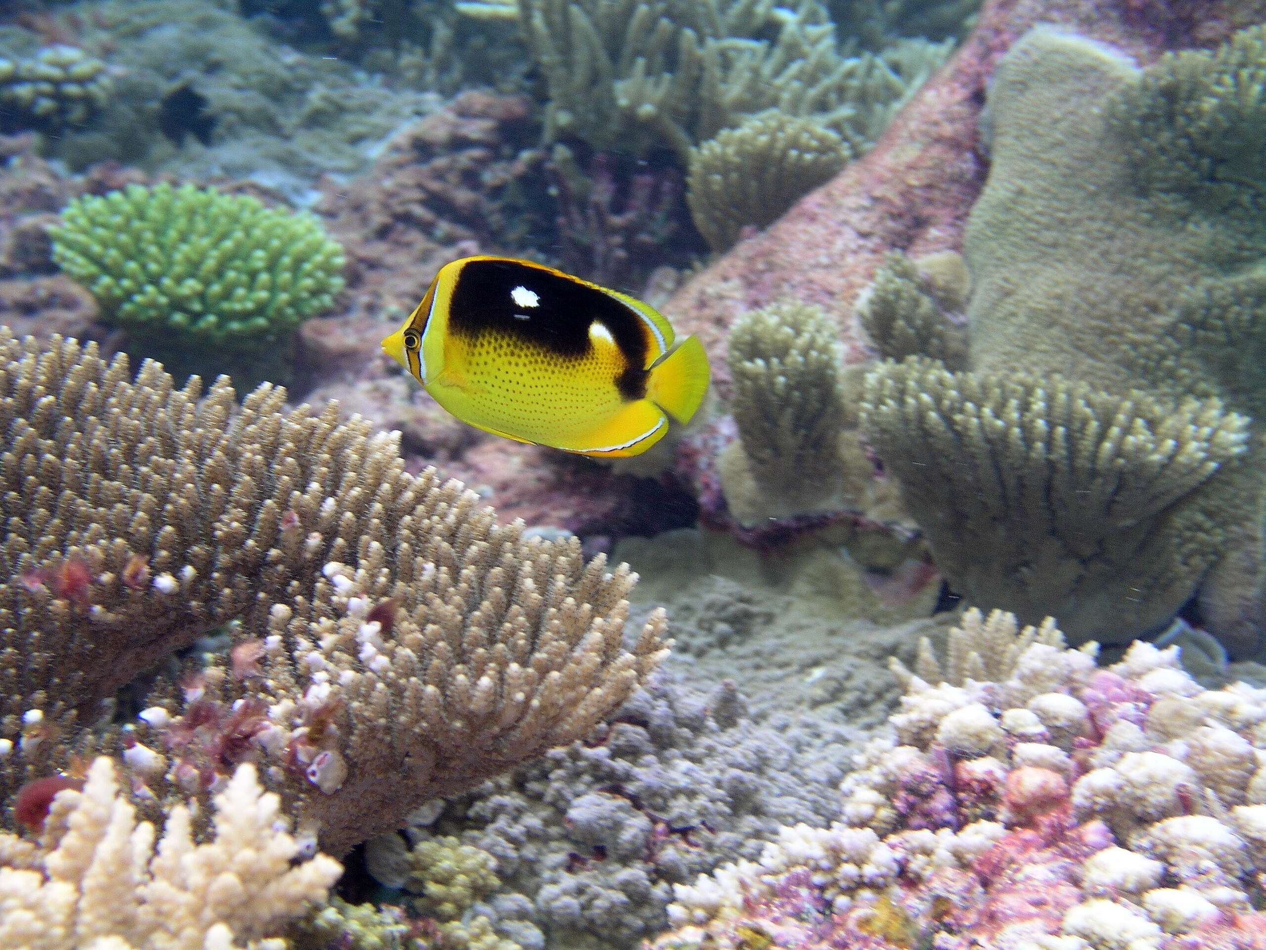 Image of Four-spot butterfly