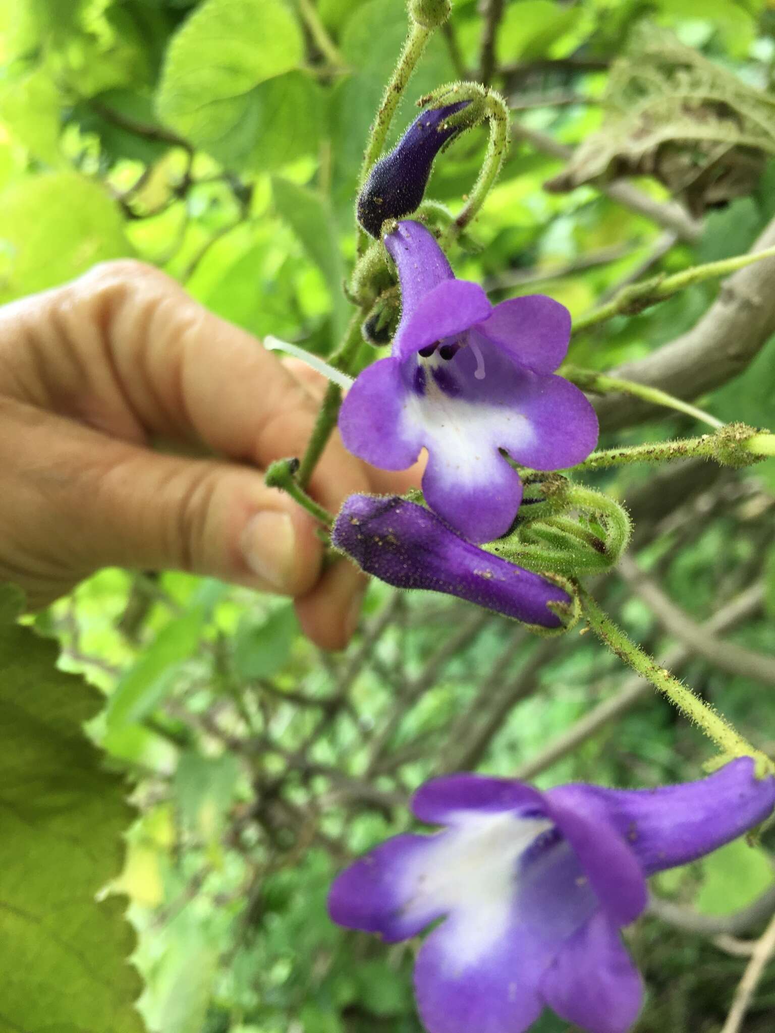 Image of Streptocarpus cooksonii B. L. Burtt