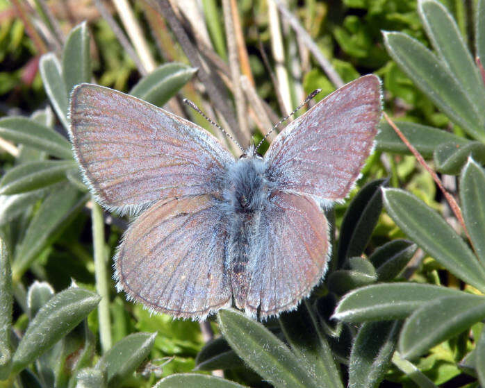 Image of Mission blue butterfly