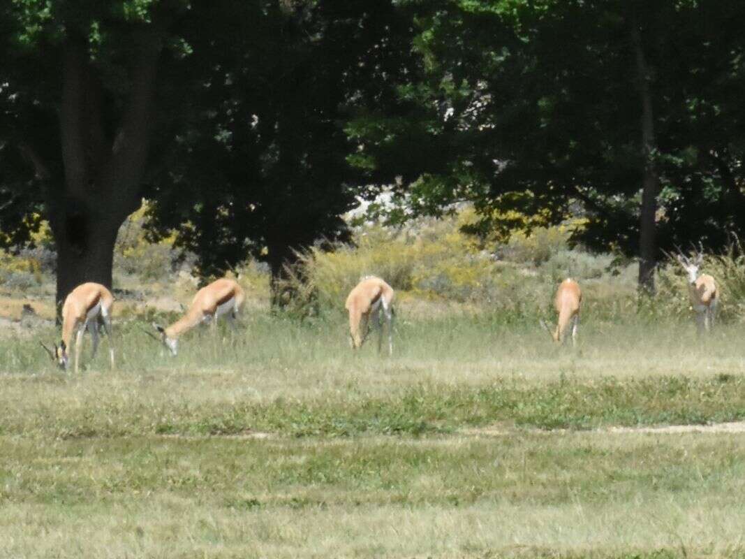 Image of Black Springbok