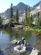 Image of cutthroat trout