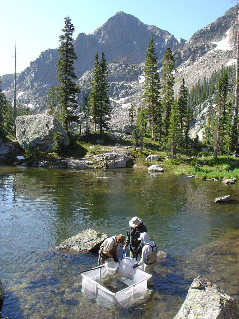 Image of cutthroat trout