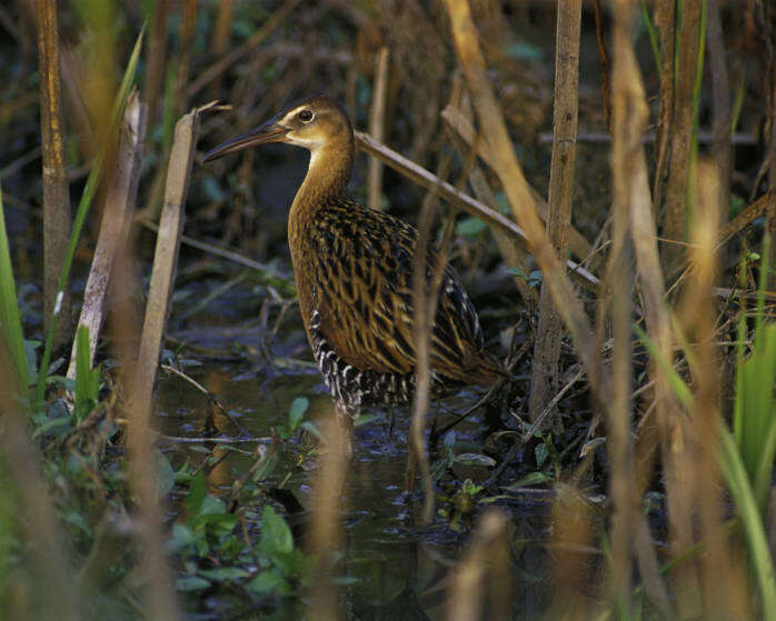 Image of King Rail