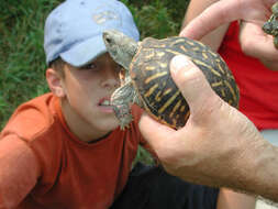 Image of Eastern box turtle