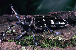 Image of Asian Longhorned Beetle