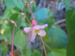 Image of Begonia palmeri S. Watson