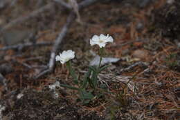 Image of Silene samojedorum (Sambuk) Oxelman