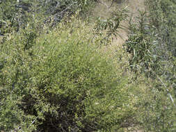 Image of bush beardtongue