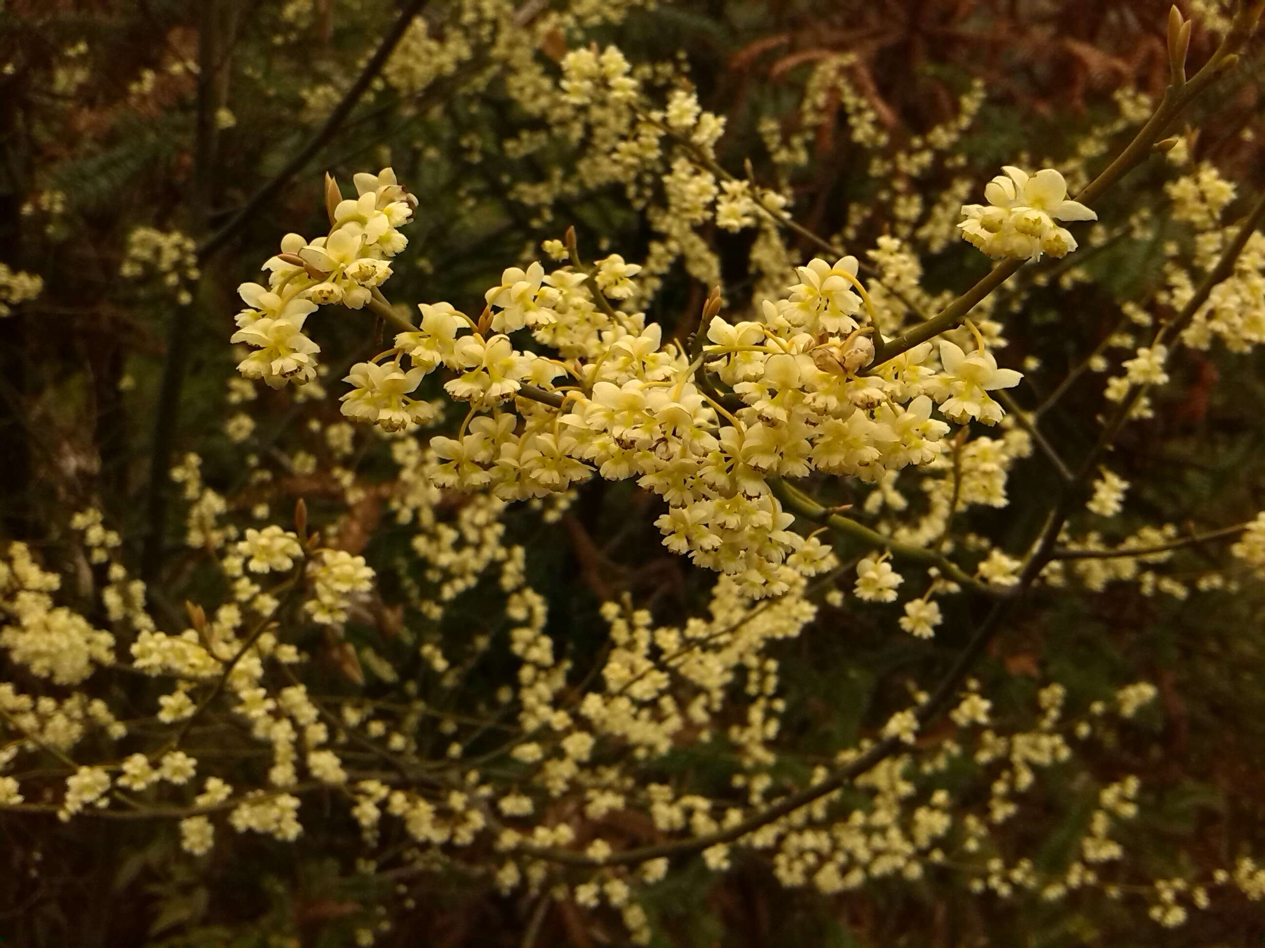 Image de Litsea cubeba (Lour.) Pers.