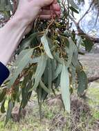 Image of eucalyptus