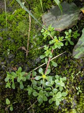 Image of Sedum actinocarpum Yamam.