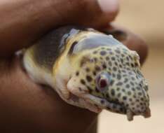 Image of Saddled Snake Eel