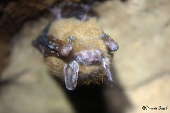 Image of Eastern Pipistrelle