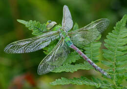 Слика од Anax junius (Drury 1773)