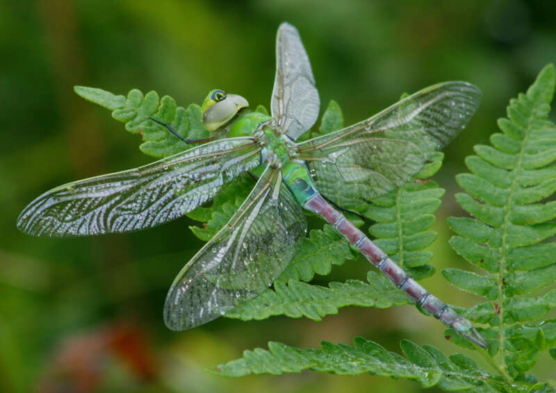 Слика од Anax junius (Drury 1773)