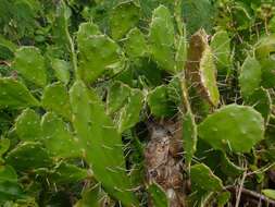 Image of Common Pricklypear