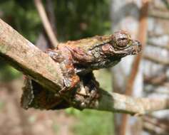 Image of Acre treefrog