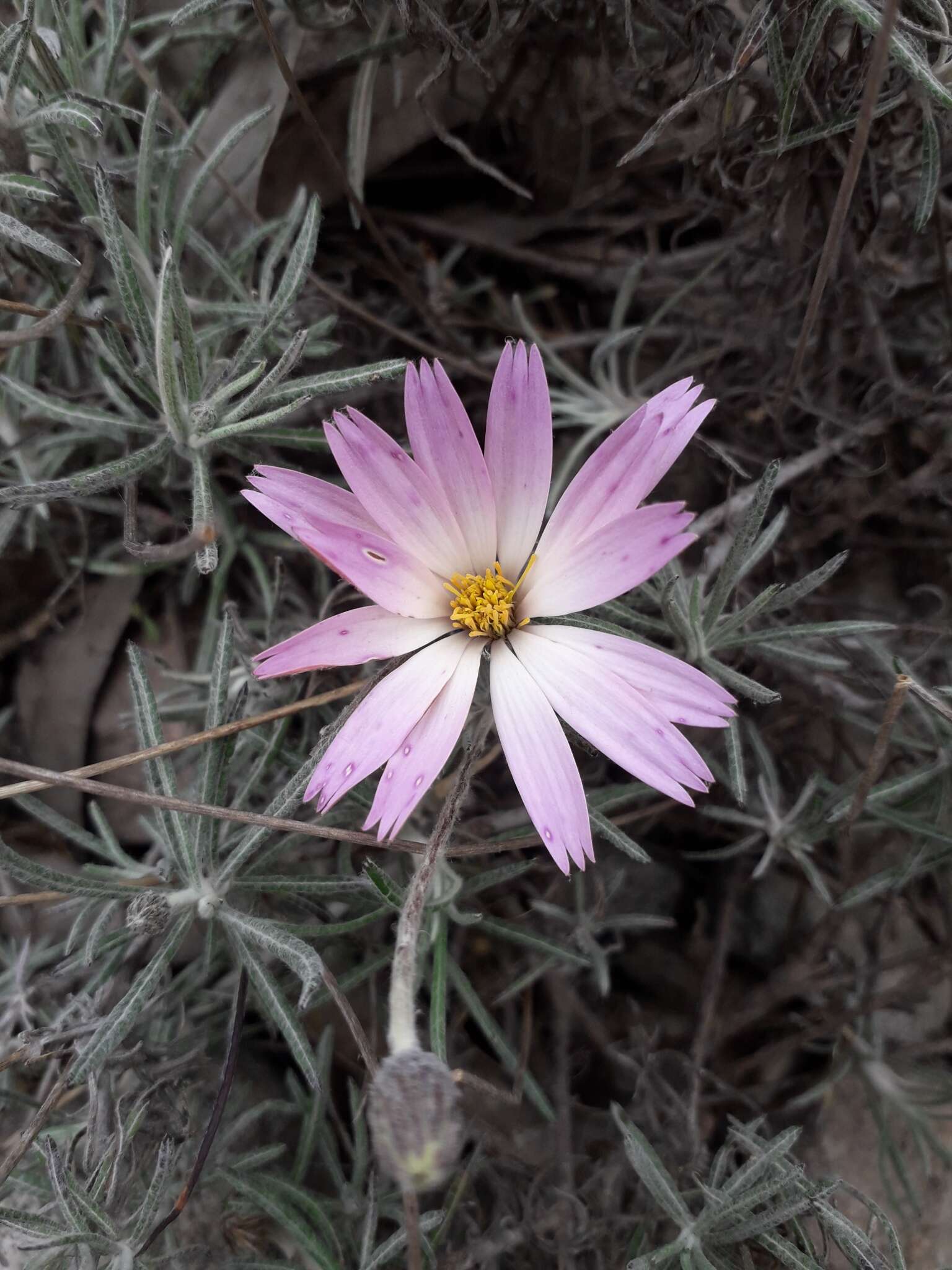 Image of Onoseris hyssopifolia Kunth