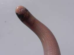 Image of Reticulate Worm Snake