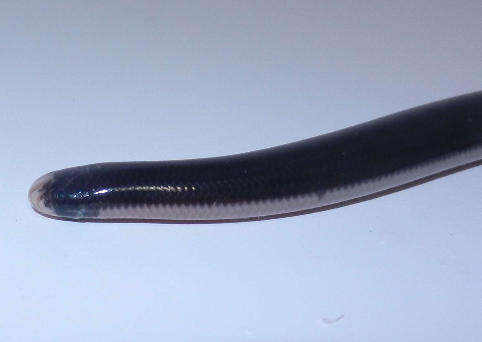 Image of Reticulate Worm Snake