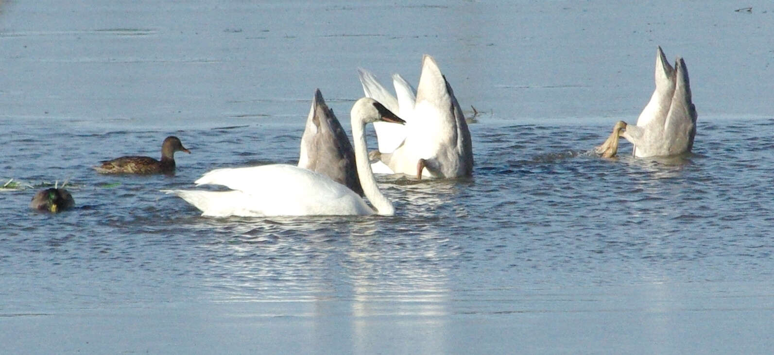 Image of Trumpeter Swan