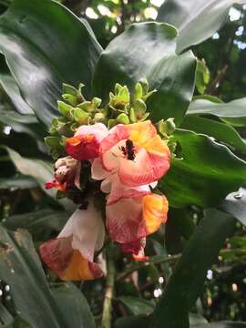 Image of Costus lucanusianus J. Braun & K. Schum.