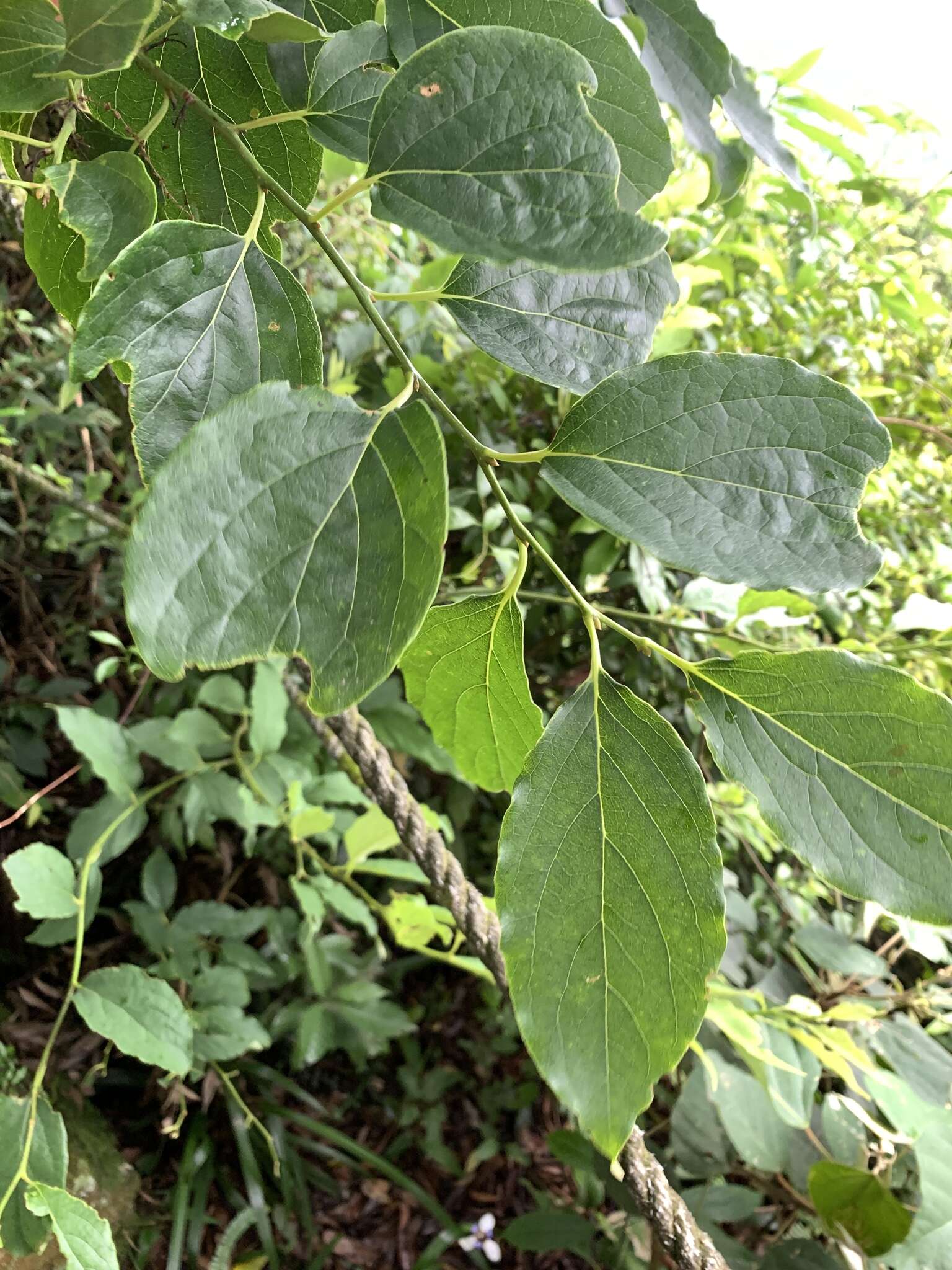 Image of Diospyros oldhamii Maxim.