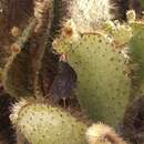 Image of Genovesa Cactus Finch