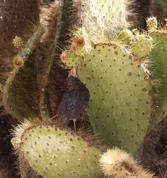 Image of Genovesa Cactus Finch