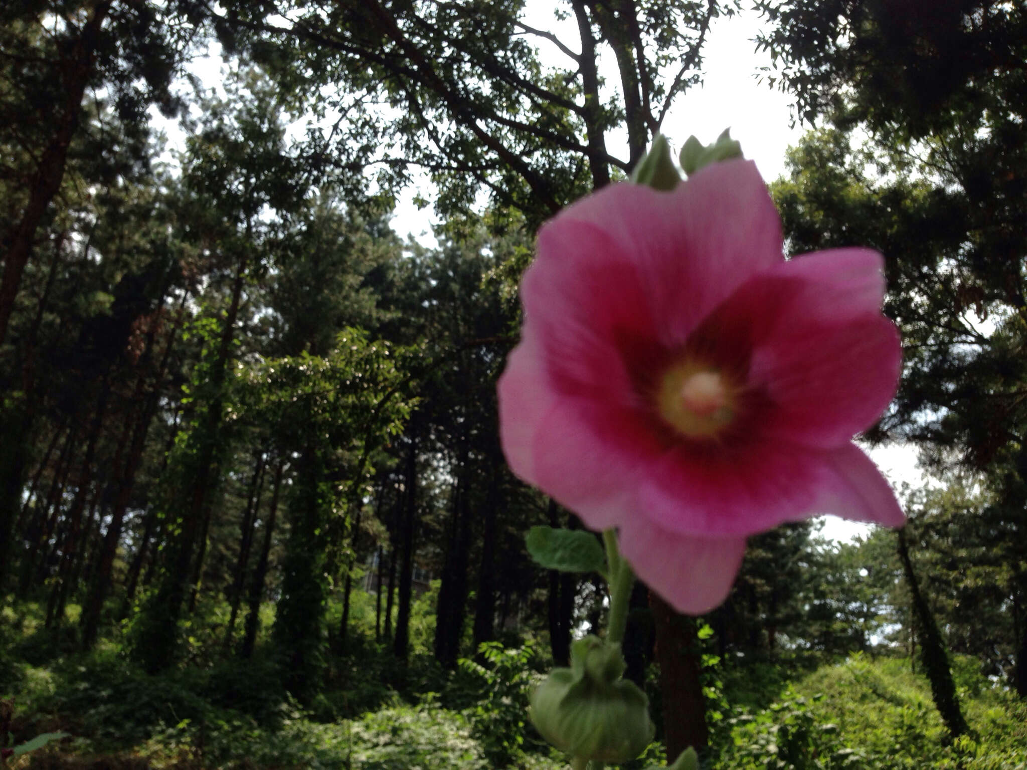 Image of hollyhock