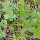 Image of dwarf bilberry