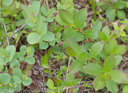 Image of dwarf bilberry