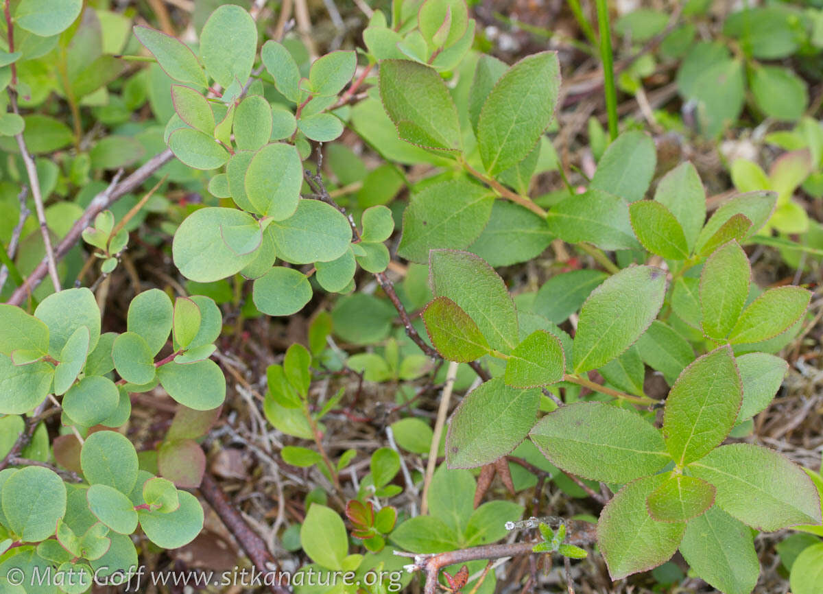 Image of dwarf bilberry