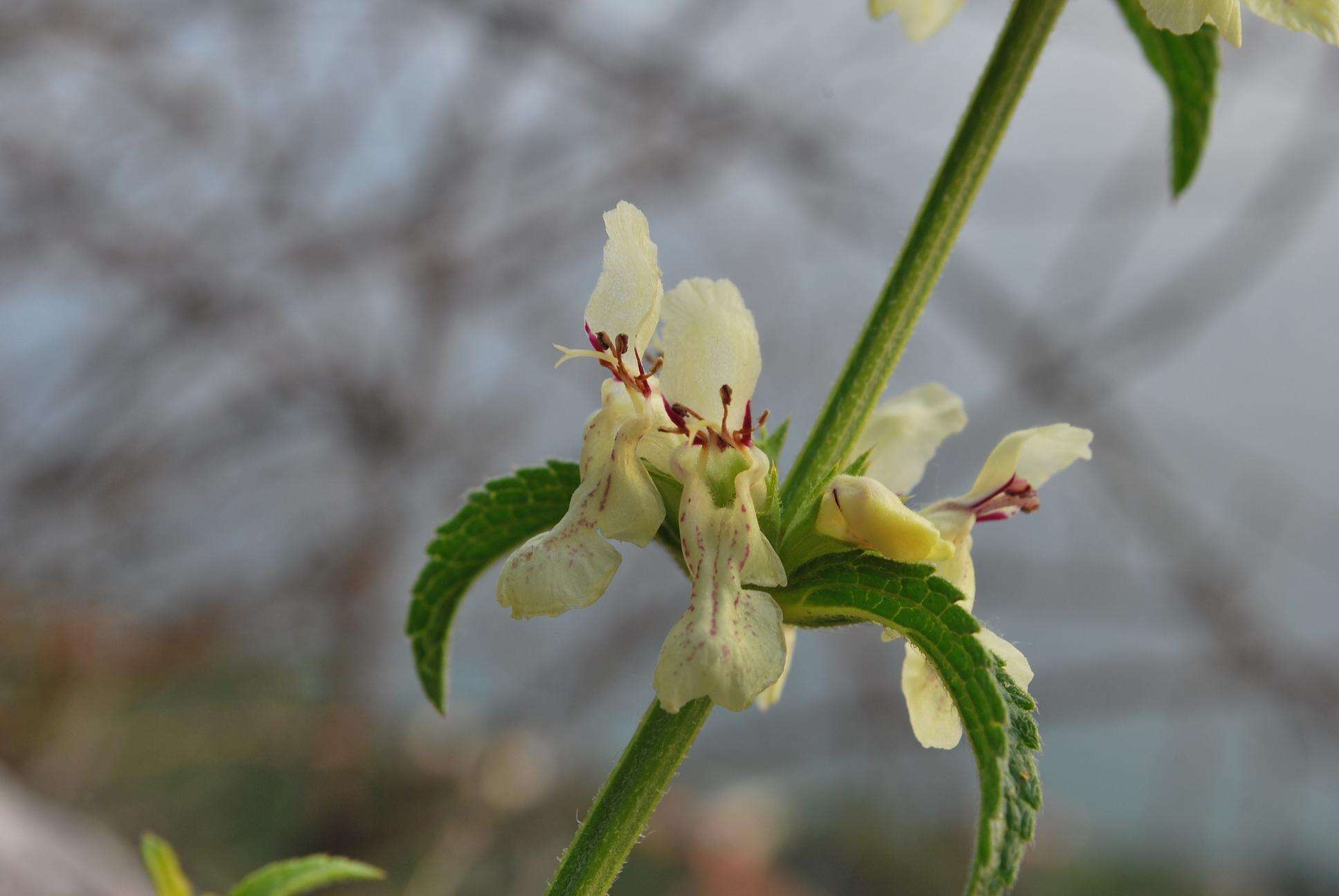 Image of stiff hedgenettle