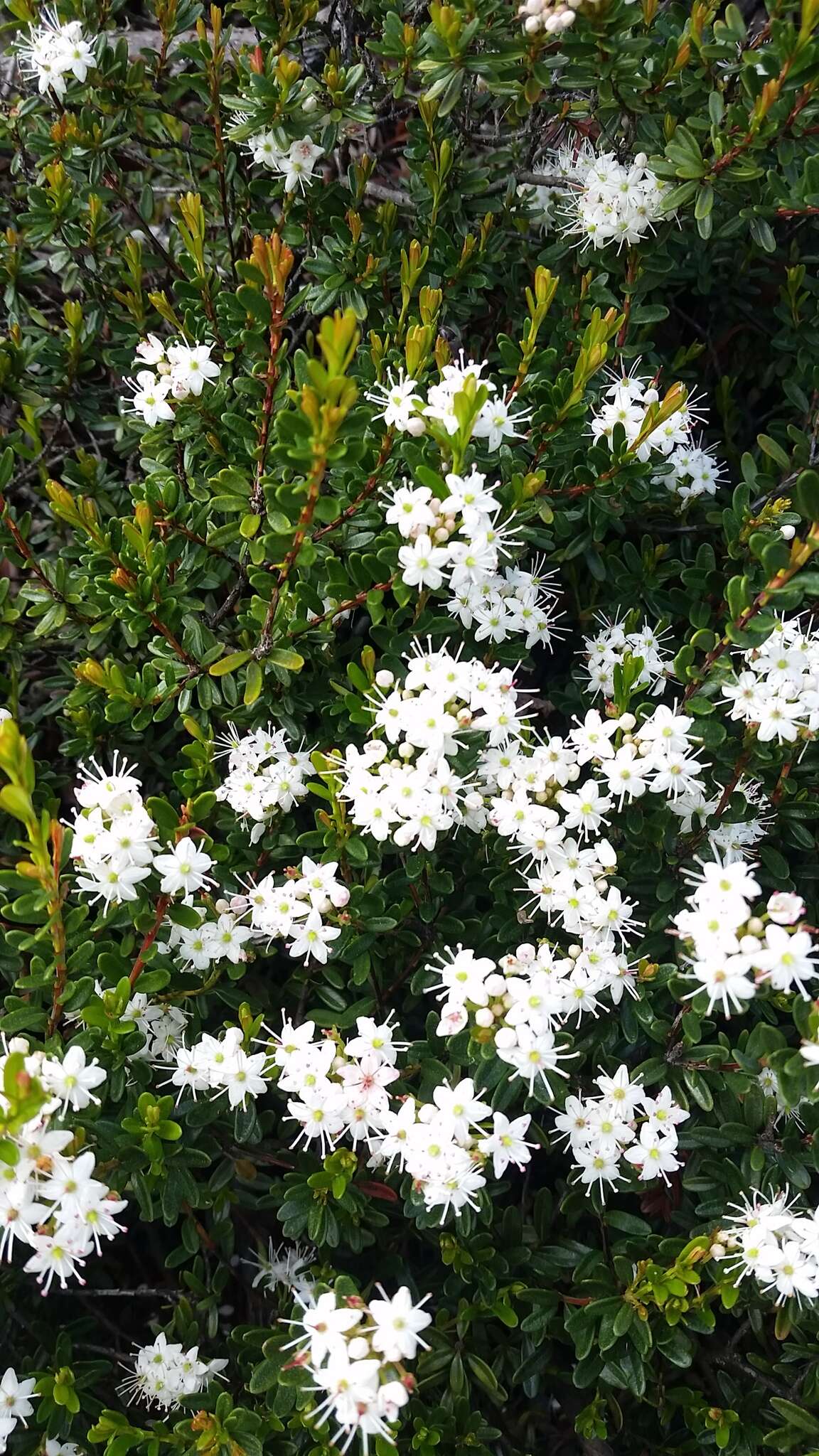 Image of Sand-Myrtle