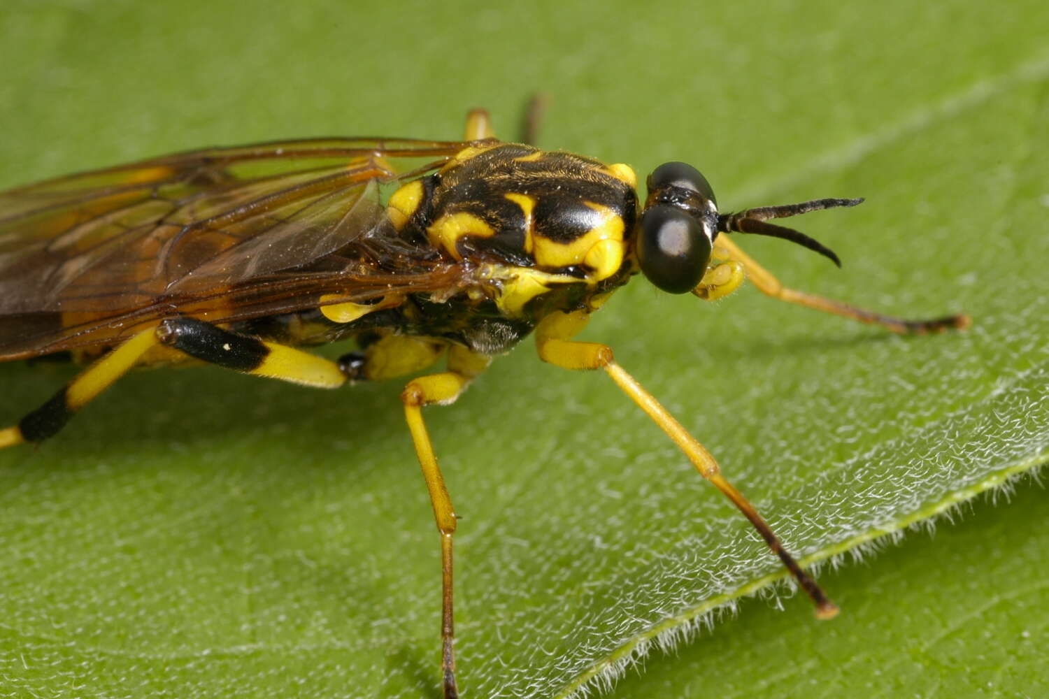 Image of Xylomya terminalis Vasey 1977