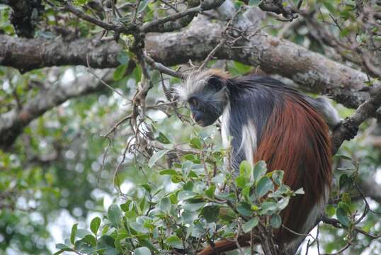 Image de Colobe de Zanzibar