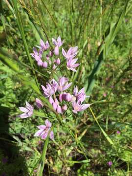 Allium unifolium Kellogg resmi