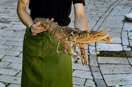 Image de homard